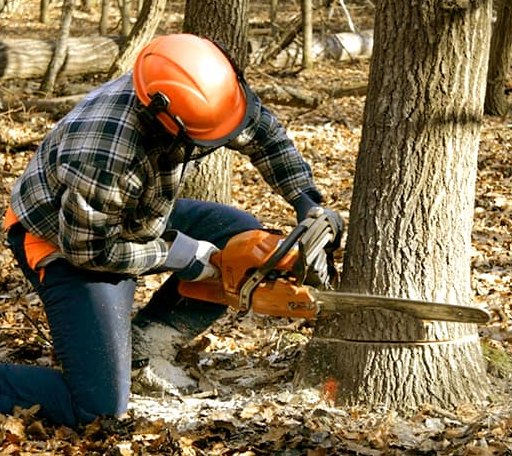 Tree Removal in Seville, OH